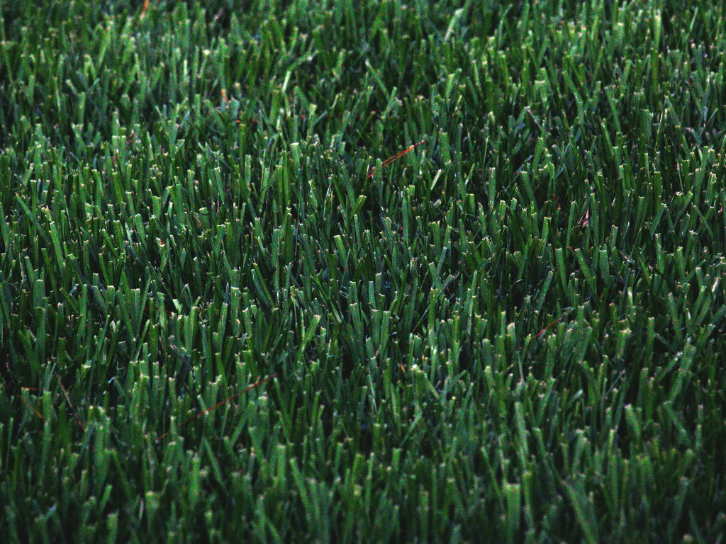 Comment choisir sa pelouse artificielle en fonction de la hauteur des brins ?